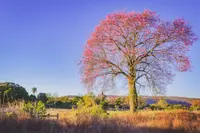 Imagem da galeria do artigo: Fotos antigas Lagoa dos Patos MG em Memórias