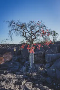 Imagem da galeria do artigo: Fotos antigas Lagoa dos Patos MG em Memórias