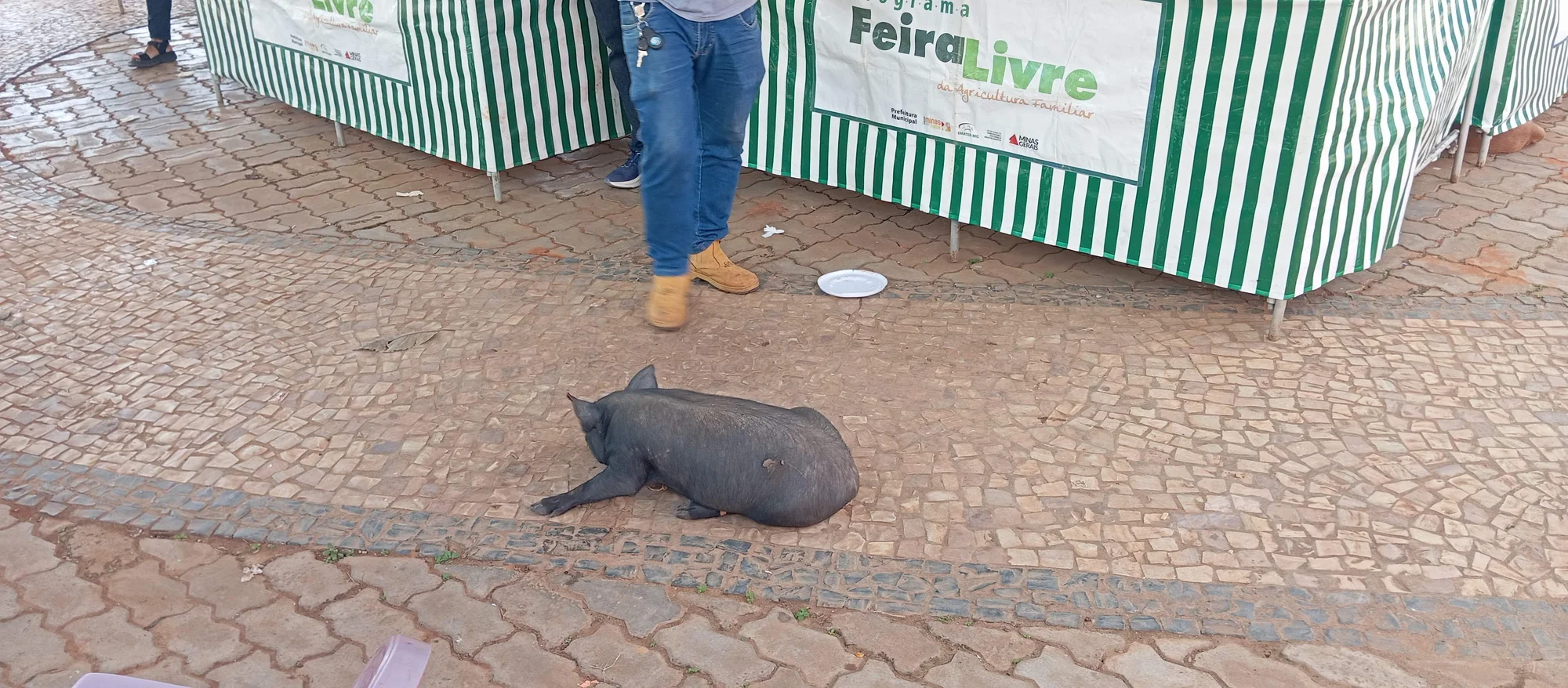 /image/o-triunfo-do-amor-leilao-beneficente-em-prol-de-sonia-nobre-e-um-sucesso-historico-em-lagoa-dos-patos?src=https%3A%2F%2Fimg2.pixhost.to%2Fimages%2F6955%2F711954532_leilao-beneficiente-sonia-nobre-35.jpg&w=2000&q=85