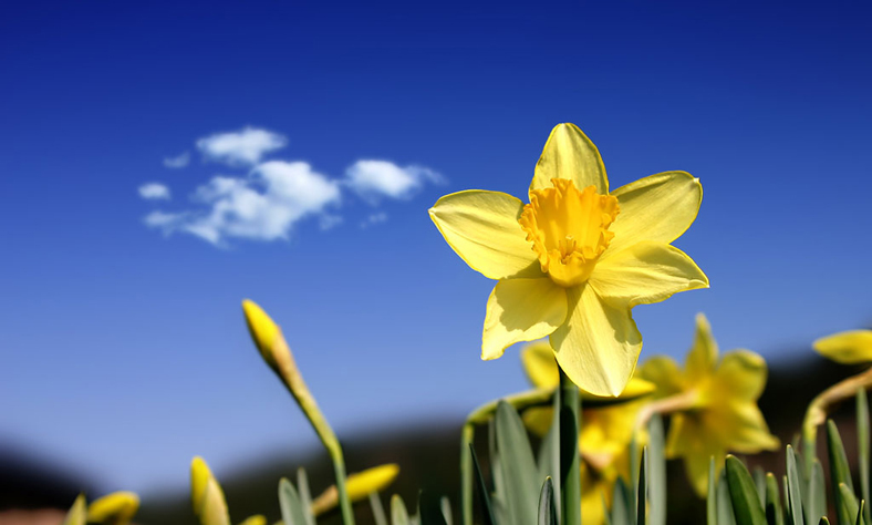 RONALDO DE TEÓFILA Foto em Homenagem